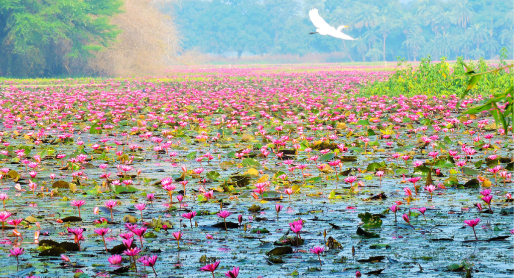 gulawat-lotus-valley